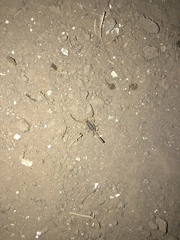 Centruroides exilicauda