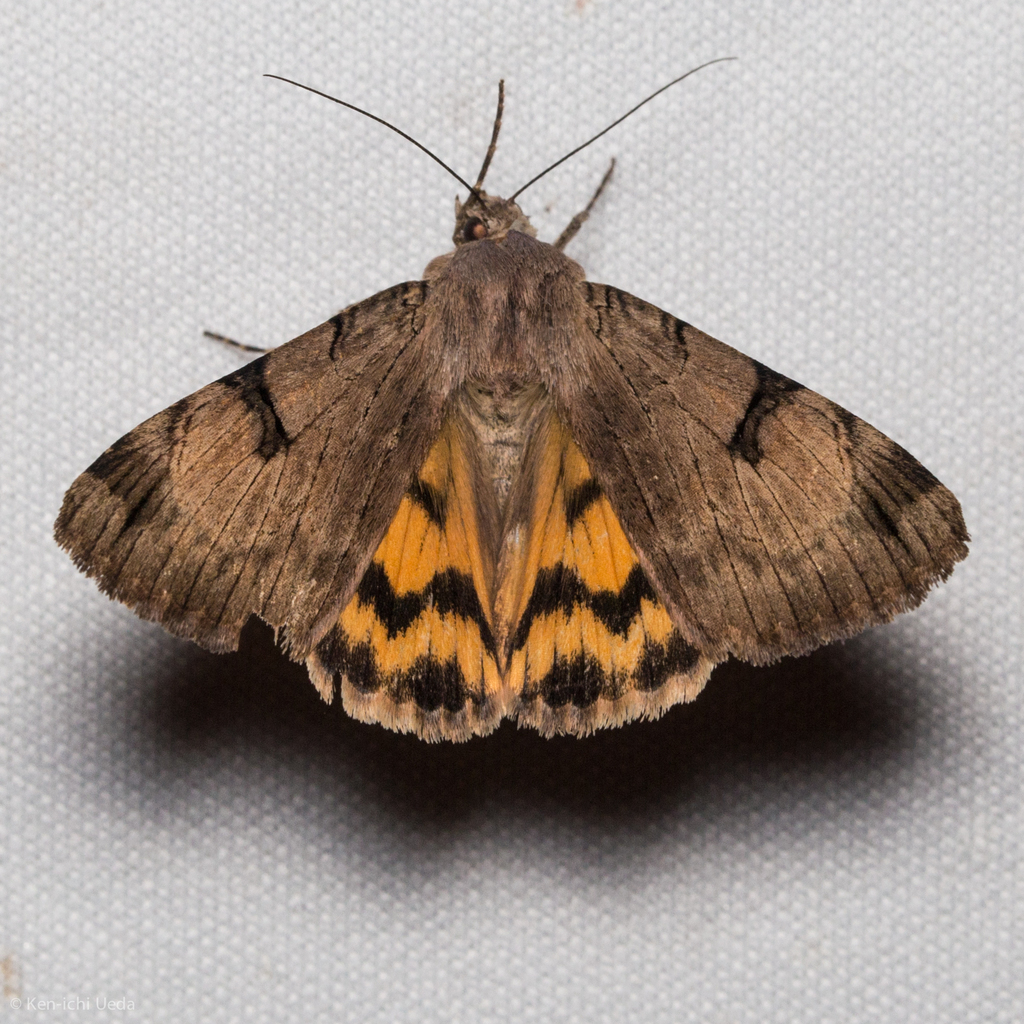 Drasteria ochracea