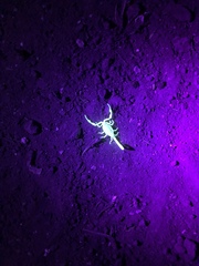 Centruroides exilicauda