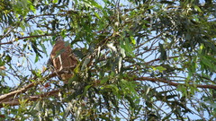 Buteo lineatus