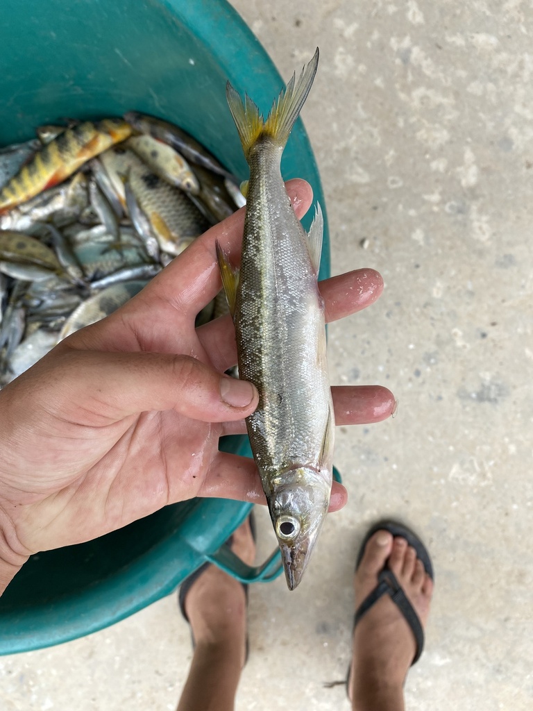 Smallscale freshwater barracuda (Acestrorhynchus microlepis) — Acestrorhynchidae