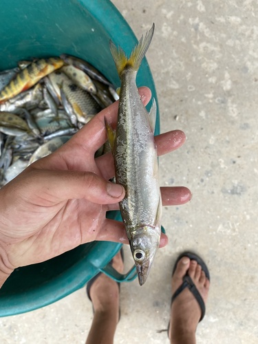 Smallscale freshwater barracuda (Acestrorhynchus microlepis) — Acestrorhynchidae