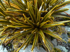 Aciphylla simplex