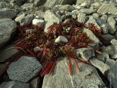 Epilobium tasmanicum