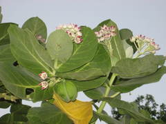 Calotropis procera image