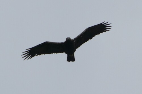Águila imperial ibérica (Aquila adalberti)