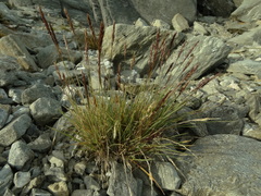 Agrostis muelleriana