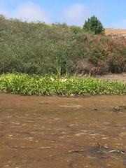 Sagittaria sanfordii