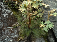 Anisotome capillifolia