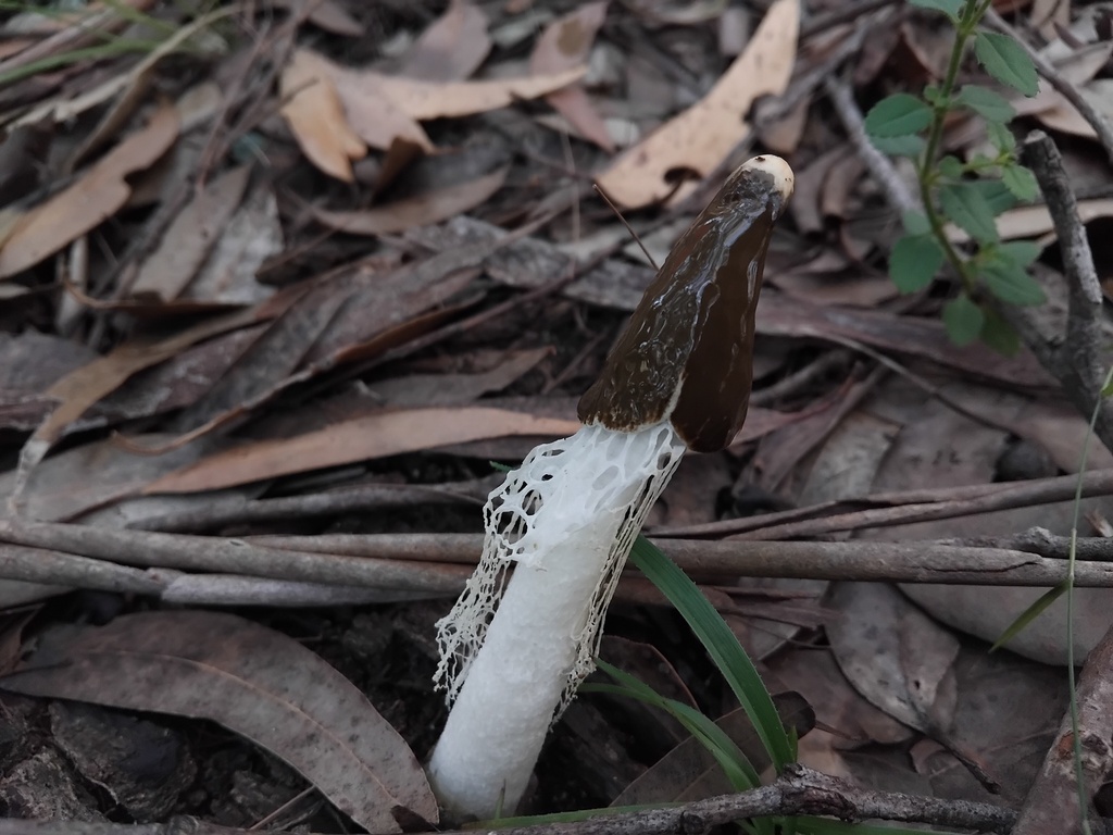 Phallus indusiatus · April 2025 · photo: © sofiazed1 (iNaturalist, cc-by)