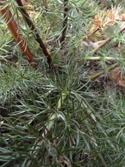 Anisotome capillifolia