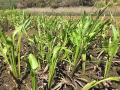 Sagittaria sanfordii