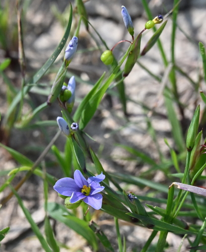 Image of Sisyrinchium pruinosum by no rights reserved