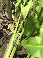 Sagittaria sanfordii