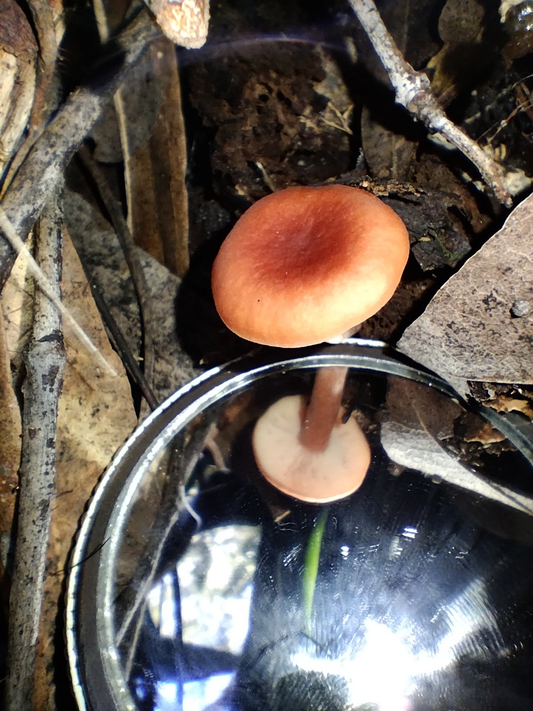 Lactarius eucalypti · April 2025 · photo: © sofiazed1 (iNaturalist, cc-by)