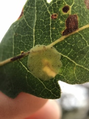 Andricus pattersonae