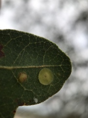 Andricus pattersonae