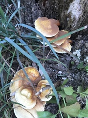 Ganoderma