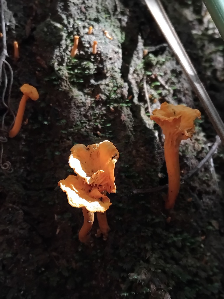 Cantharellus concinnus · April 2025 · photo: © sofiazed1 (iNaturalist, cc-by)