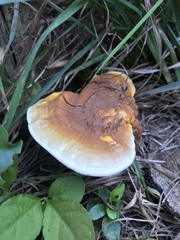 Ganoderma