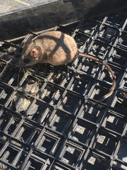 Peromyscus californicus