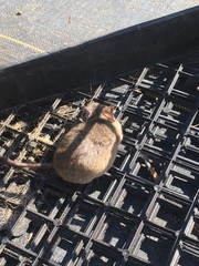 Peromyscus californicus