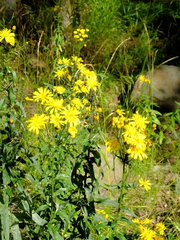 Hieracium umbellatum