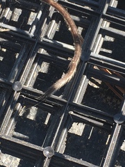 Peromyscus californicus