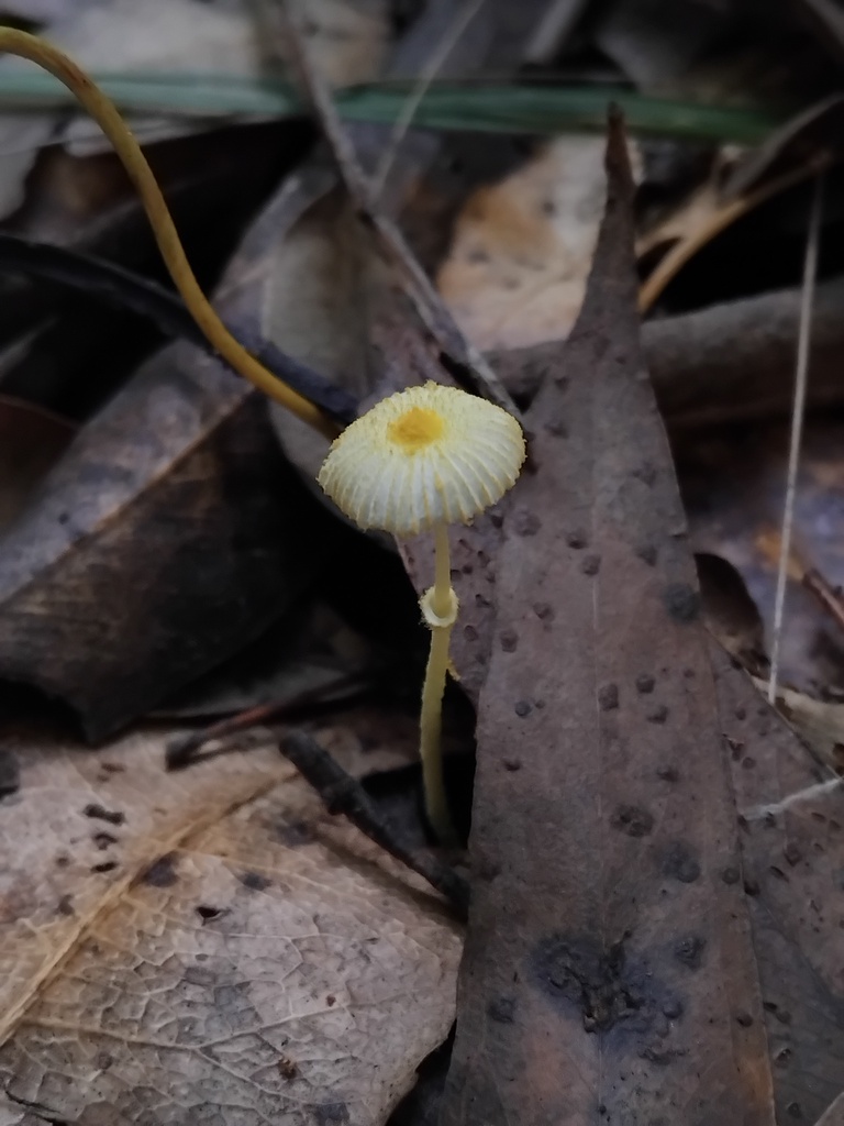 Leucocoprinus fragilissimus · April 2025 · photo: © sofiazed1 (iNaturalist, cc-by)