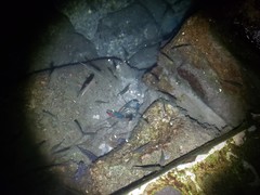 Cherax quadricarinatus