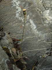 Brachyscome longiscapa