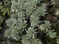 Celmisia hectorii