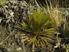 Aciphylla montana montana
