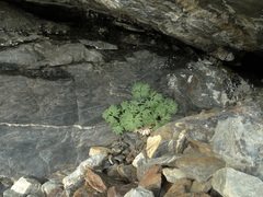 Ranunculus buchananii