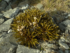 Aciphylla simplex