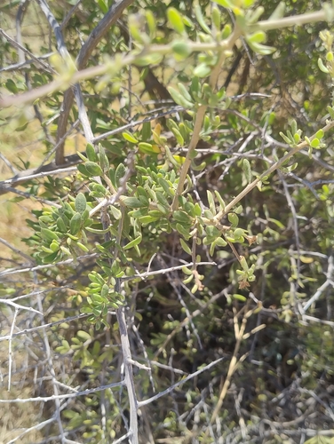 Baja desert-thorn (Lycium brevipes)