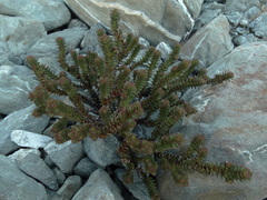 Veronica epacridea