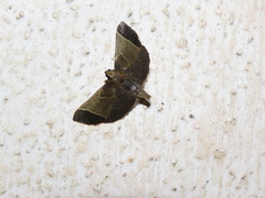 Hypsopygia amoenalis
