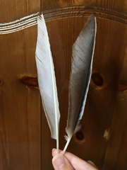 Garrulus glandarius graecus