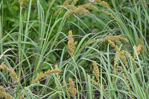 Image of Carex crus by no rights reserved