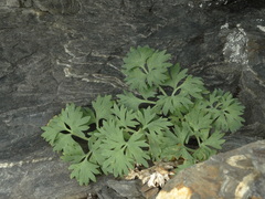 Ranunculus buchananii