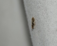 Monopis dorsistrigella