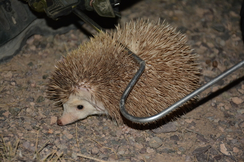 ブラントハリネズミ