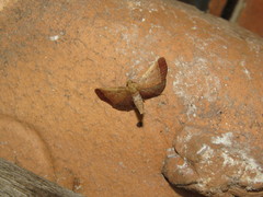 Hypsopygia amoenalis