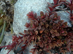Epilobium porphyrium