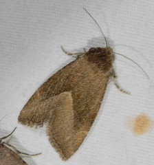 Plagiomimicus spumosum