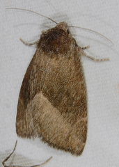 Plagiomimicus spumosum