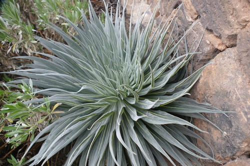 Image of Echium wildpretii by (c) Sara Navarro, some rights reserved (CC BY)