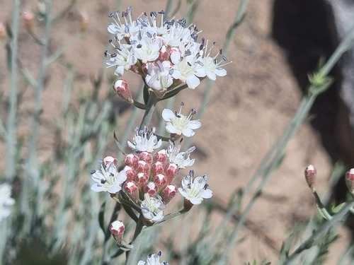 Malesherbia fasciculata (Malesherbia fasciculata)