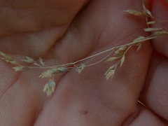 Poa colensoi